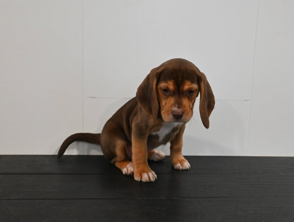 AKC Registered Beagle For Sale Applecreek OH Female-Bailey