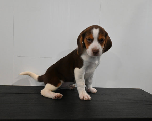 AKC Registered Beagle For Sale Applecreek OH Female-Stella