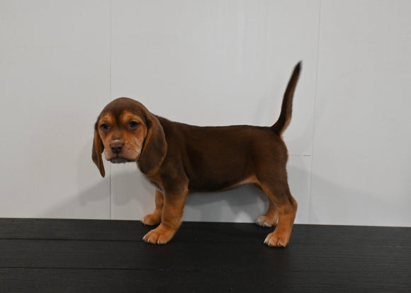 AKC Registered Beagle For Sale Applecreek OH Female-Mia