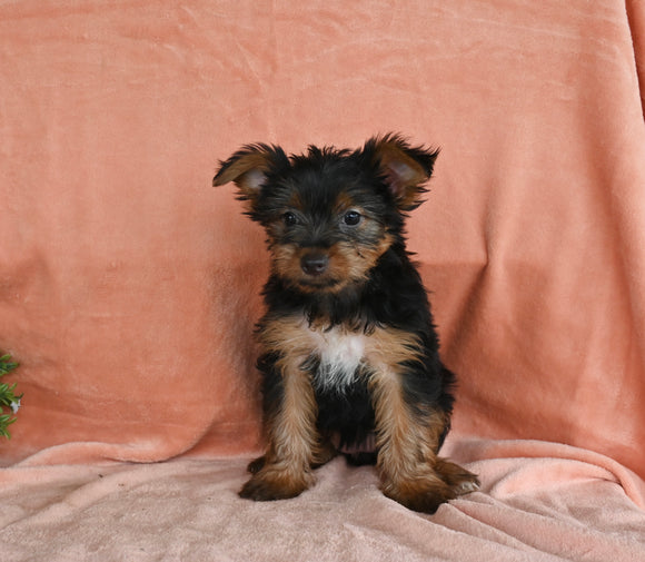 Yorkshire Terrier For Sale Baltic OH Female-Bella