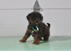 Mini Aussiedoodle For Sale Fresno OH Male-Liam