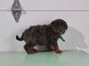 Mini Aussiedoodle For Sale Fresno OH Male-Liam