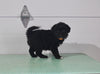 Mini Aussiedoodle For Sale Fresno OH Male-Arlo