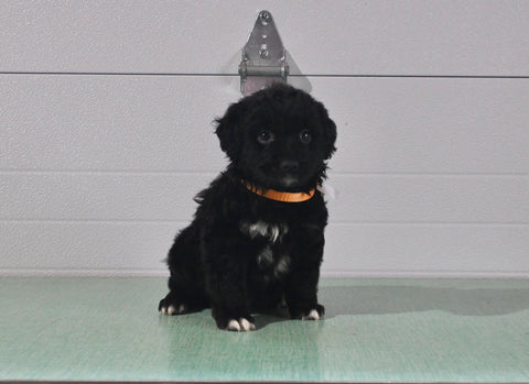 Mini Aussiedoodle For Sale Fresno OH Male-Arlo