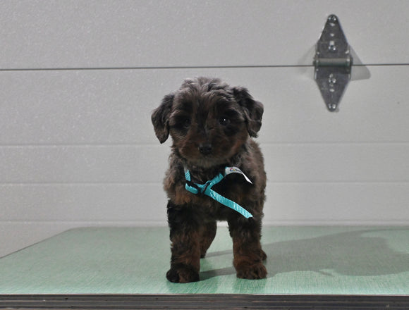 Mini Aussiedoodle For Sale Fresno OH Female-Isabella