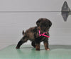 Mini Aussiedoodle For Sale Fresno OH Female-Lily