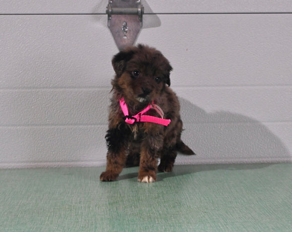 Mini Aussiedoodle For Sale Fresno OH Female-Lily