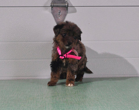 Mini Aussiedoodle For Sale Fresno OH Female-Lily