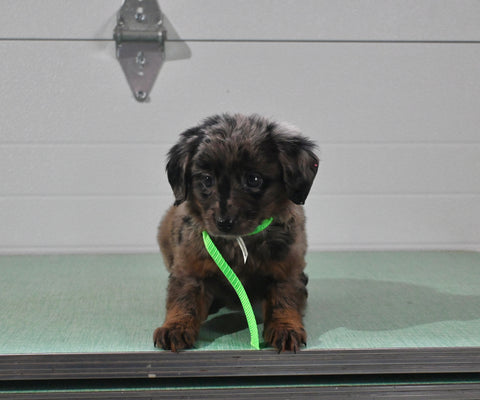 Mini Aussiedoodle For Sale Fresno OH Female-Riley