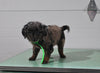 Mini Aussiedoodle For Sale Fresno OH Female-Riley