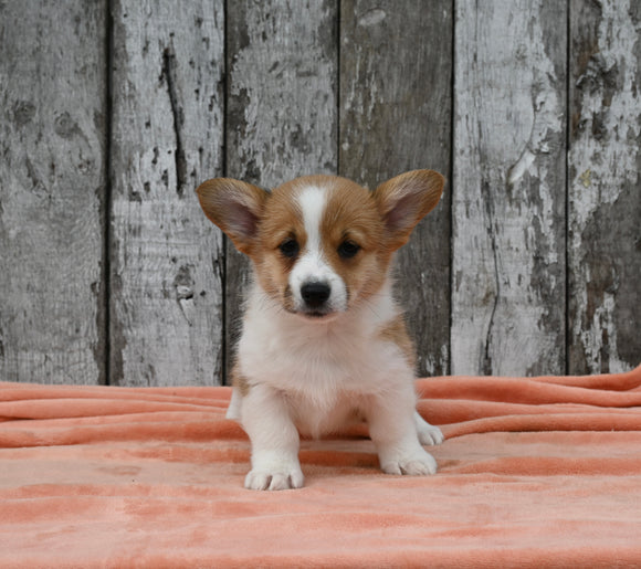 ACA Registered Welsh Corgi For Sale Millersburg OH Female-Cookie