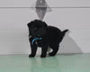 Mini Aussiedoodle For Sale Fresno OH Male-Noah