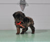 Mini Aussiedoodle For Sale Fresno OH Female-Savannah