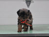 Mini Aussiedoodle For Sale Fresno OH Female-Savannah