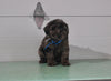 Mini Aussiedoodle For Sale Fresno OH Male-Oliver