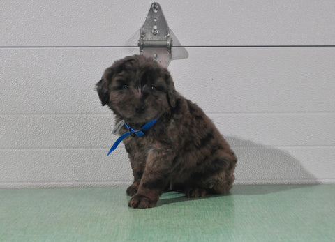 Mini Aussiedoodle For Sale Fresno OH Male-Oliver