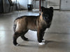 AKC Registered Akita For Sale Millersburg OH Female-Luna