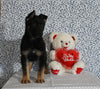 AKC Registered German Shepherd For Sale Millersburg OH Male-Brent