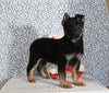 AKC Registered German Shepherd For Sale Millersburg OH Male-Brent