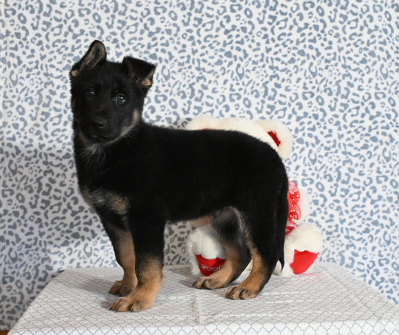 AKC Registered German Shepherd For Sale Millersburg OH Male-Brent