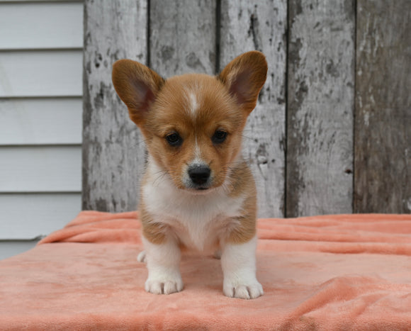 ACA Registered Welsh Corgi For Sale Millersburg OH Female-Chanel