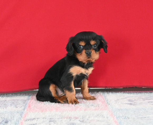 Cavalier KCS For Sale Millersburg OH Female-Sadie