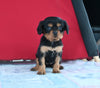 Cavalier KCS For Sale Millersburg OH Female-Sadie