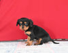 Cavalier KCS For Sale Millersburg OH Female-Sadie