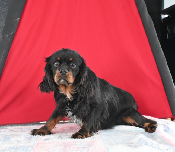 AKC Registered Cavalier KCSFor Sale Millersburg OH Male-Theo