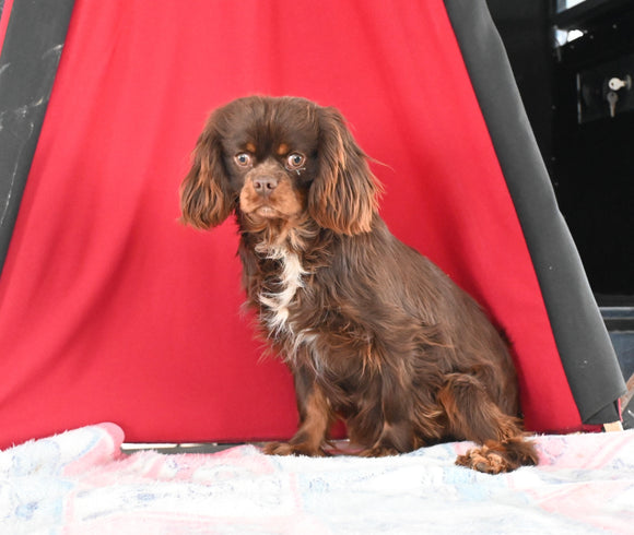 AKC Registered Cavalier KCS For Sale Millersburg OH Male-Snickers