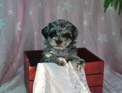 F1B Yorkipoo For Sale Millersburg OH Male-Eric