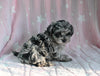 F1B Yorkipoo For Sale Millersburg OH Male-Eric