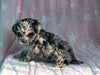 F1B Yorkipoo For Sale Millersburg OH Male-Eric