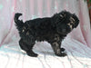 F1B Yorkipoo For Sale Millersburg OH Female-Emily