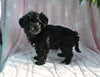 F1B Yorkipoo For Sale Millersburg OH Female-Emily