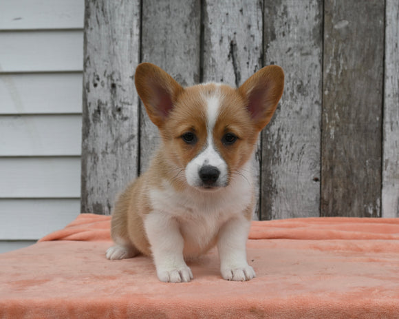 ACA Registered Welsh Corgi For Sale Millersburg OH Female-Whitney