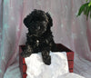 F1B Yorkipoo For Sale Millersburg OH Female-Emily