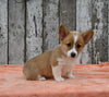ACA Registered Welsh Corgi For Sale Millersburg OH Female-Whitney