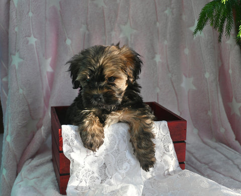 F1B Yorkipoo For Sale Millersburg OH Male-Ethan