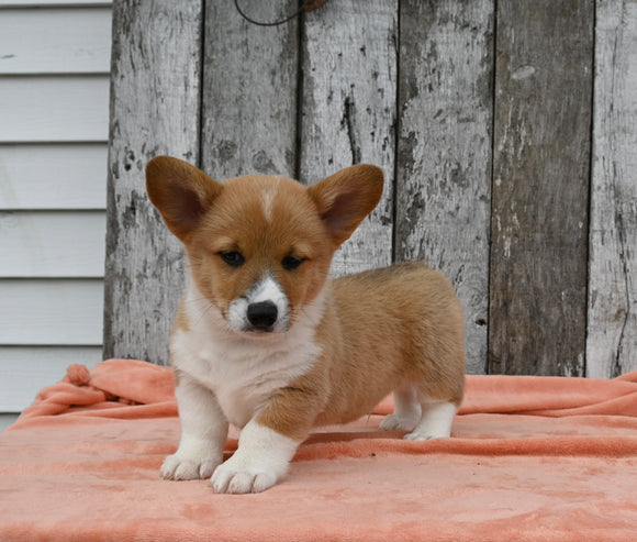 ACA Registered Welsh Corgi For Sale Millersburg OH Male-Wags