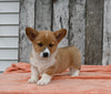 ACA Registered Welsh Corgi For Sale Millersburg OH Male-Wags