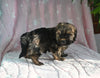 F1B Yorkipoo For Sale Millersburg OH Male-Ethan