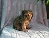 F1B Yorkiepoo For Sale Millersburg OH Male-Evan