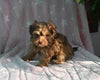 F1B Yorkiepoo For Sale Millersburg OH Male-Evan