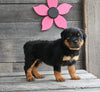 AKC Registered Rottweiler For Sale Fredericksburg OH Male-Rex