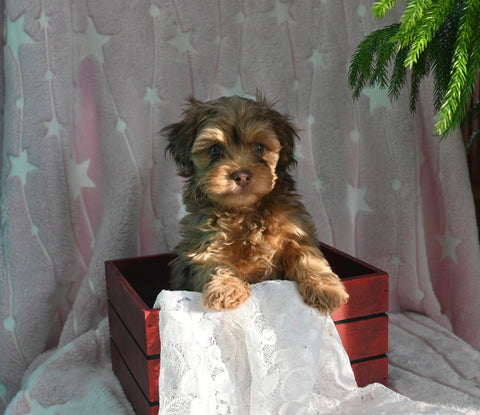 F1B Yorkiepoo For Sale Millersburg OH Male-Evan