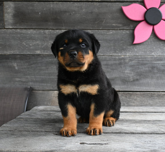 AKC Registered Rottweiler For Sale Fredericksburg OH Male-Rex