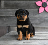 AKC Registered Rottweiler For Sale Fredericksburg OH Male-Rex