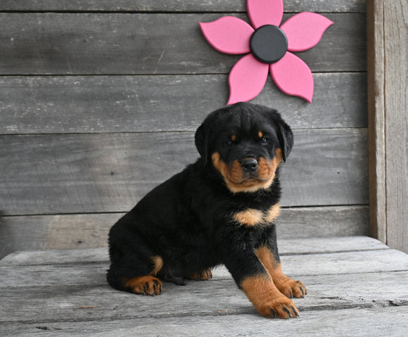 AKC Registered Rottweiler For Sale Fredericksburg OH Male-Bruno