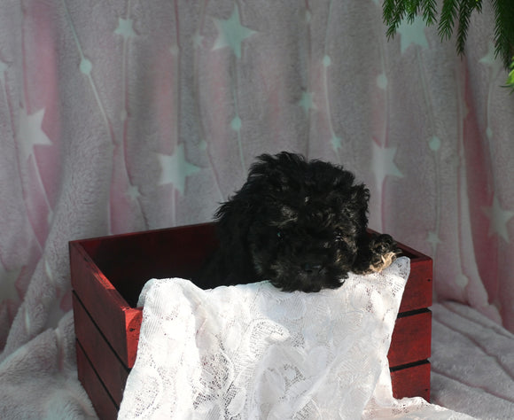 F1B Yorkiepoo For Sale Millersburg OH Female-Ellie